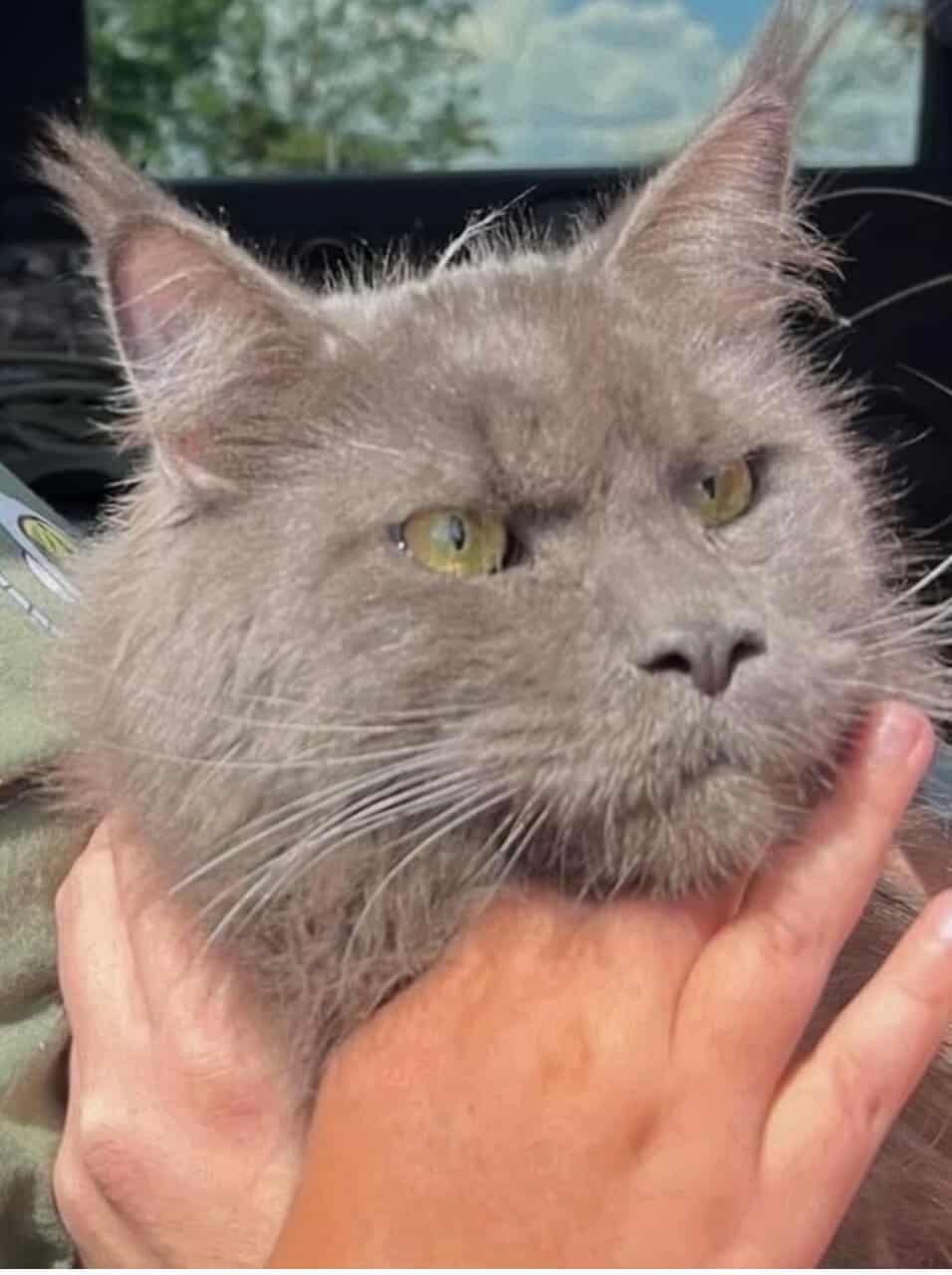 Pedigree Maine Coons - Large Blues image 2