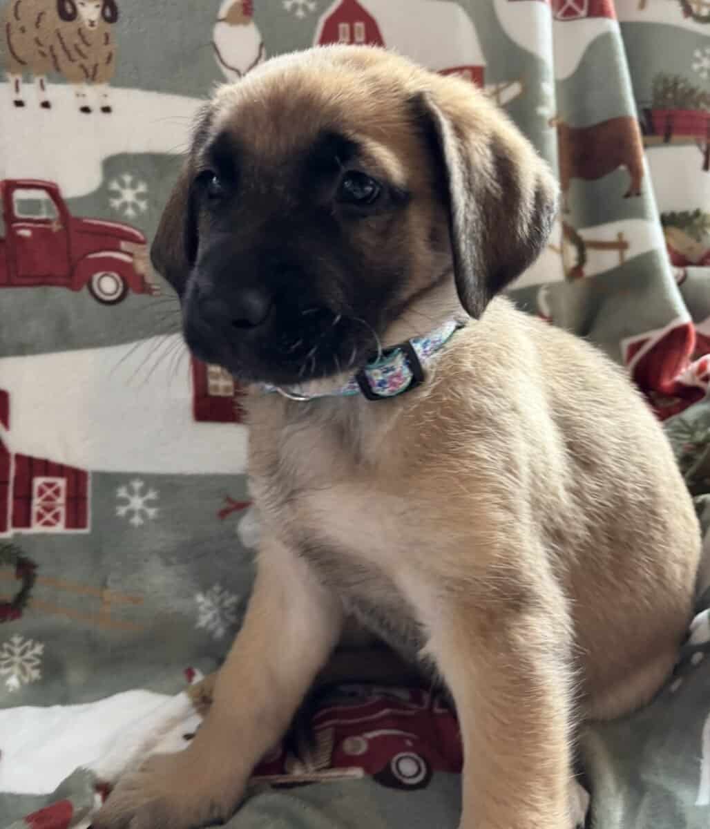 Saint Shepherd Puppies. RARE! image 2