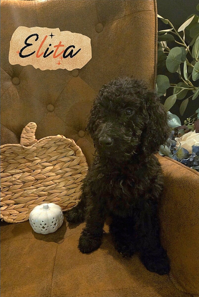 Good As Goldendoodles 6 image 1