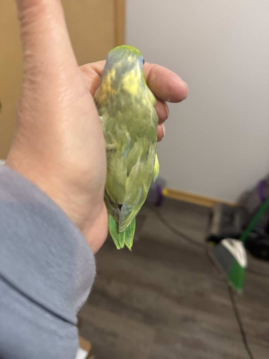 Parrotlets image 3