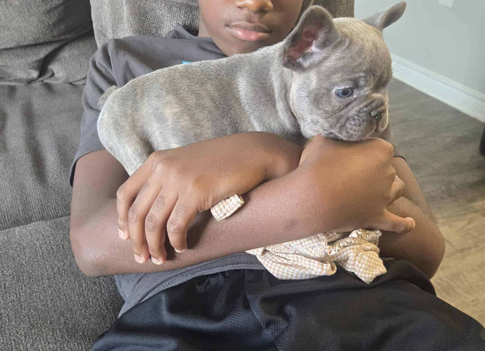 French Bulldog male image 2