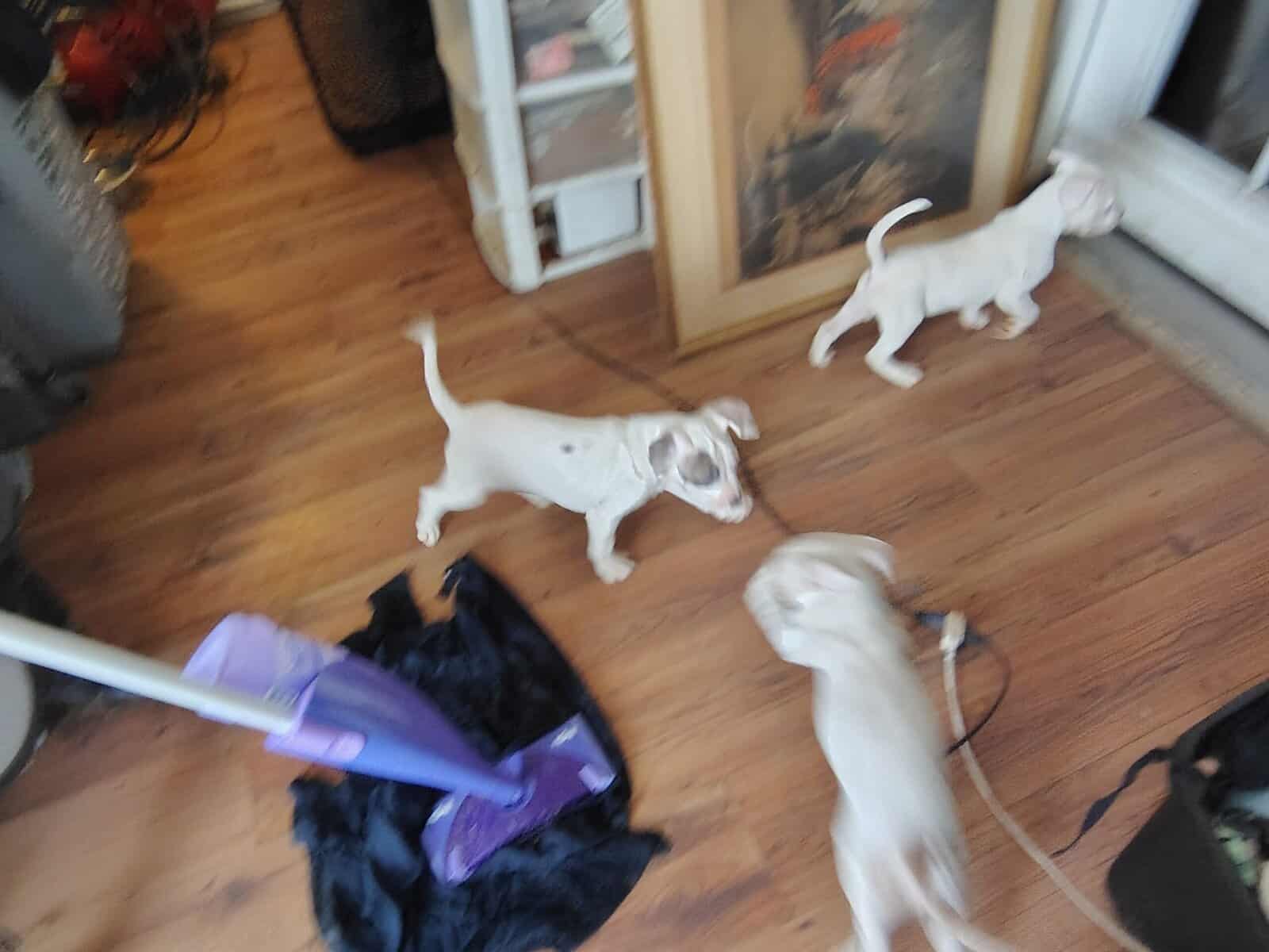 Rehoming-pitbull puppies image 4