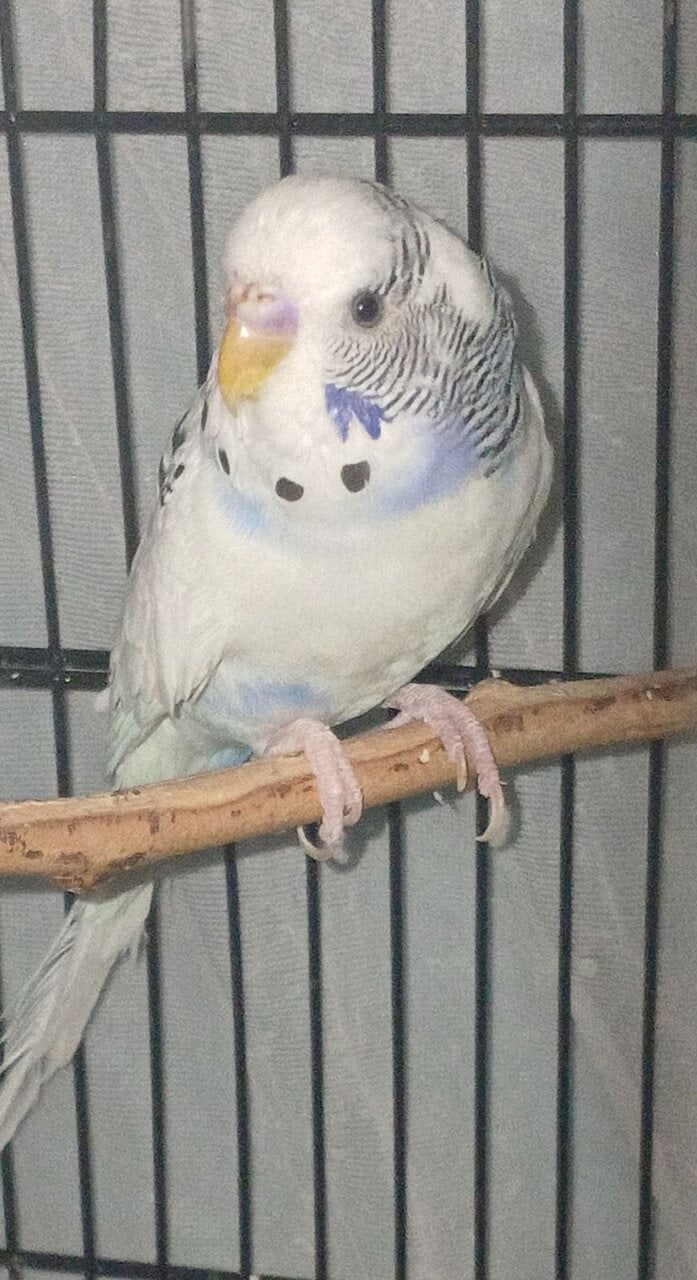 (Unavailable) White and blue mutation budgies image 6