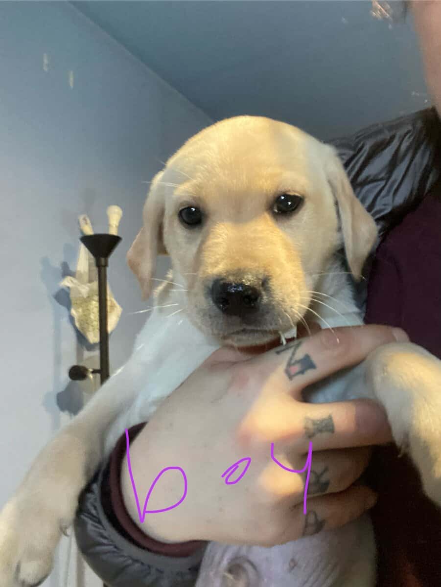 Purebred Labrador retriever puppies image 1