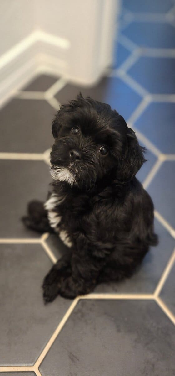 Shorkipoo Puppy image 1
