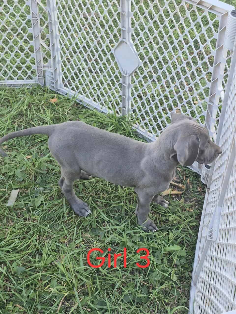 Great Dane image 4