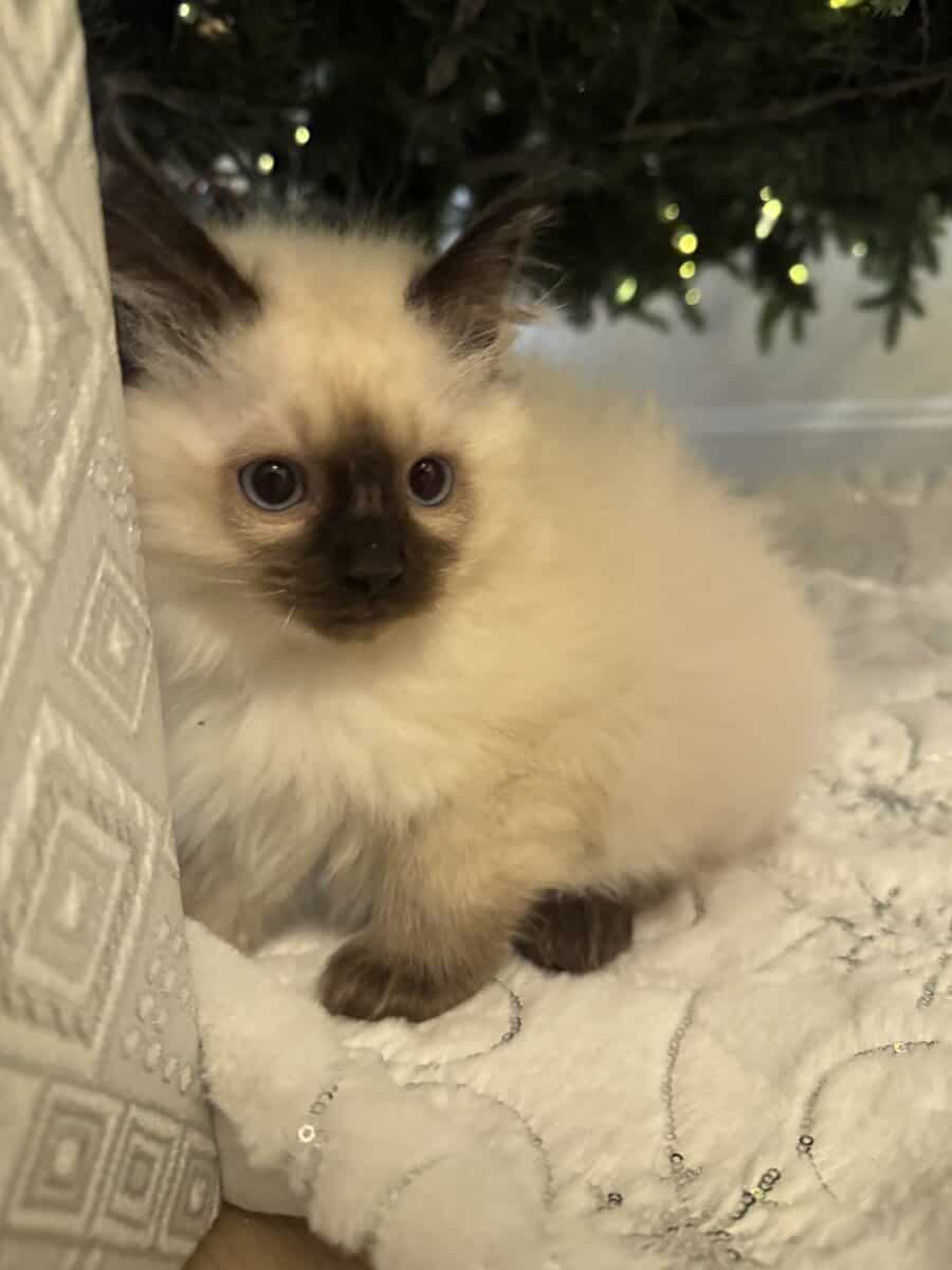 ragdoll kitties image 2