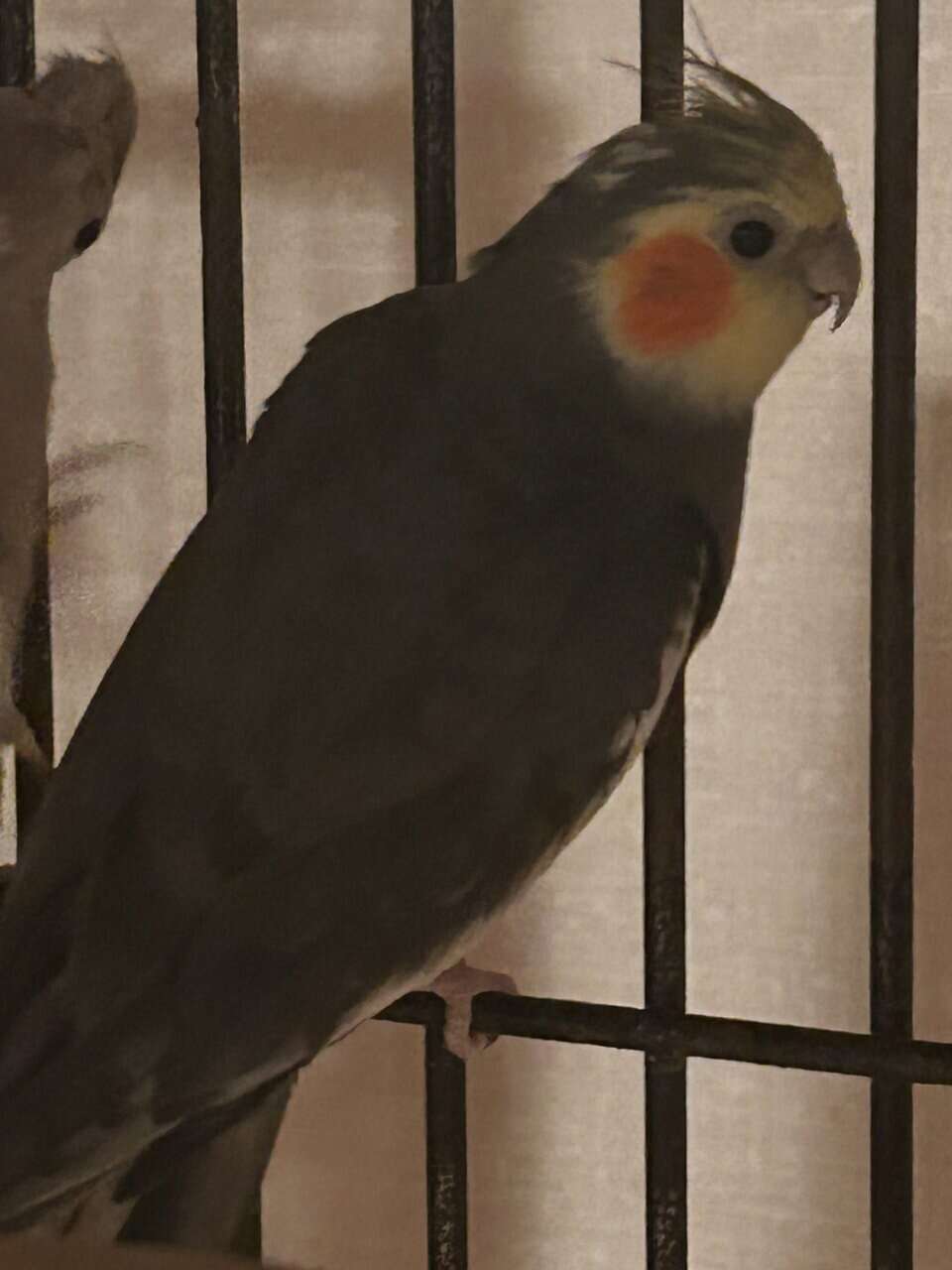 Cockatiel for sale image 11