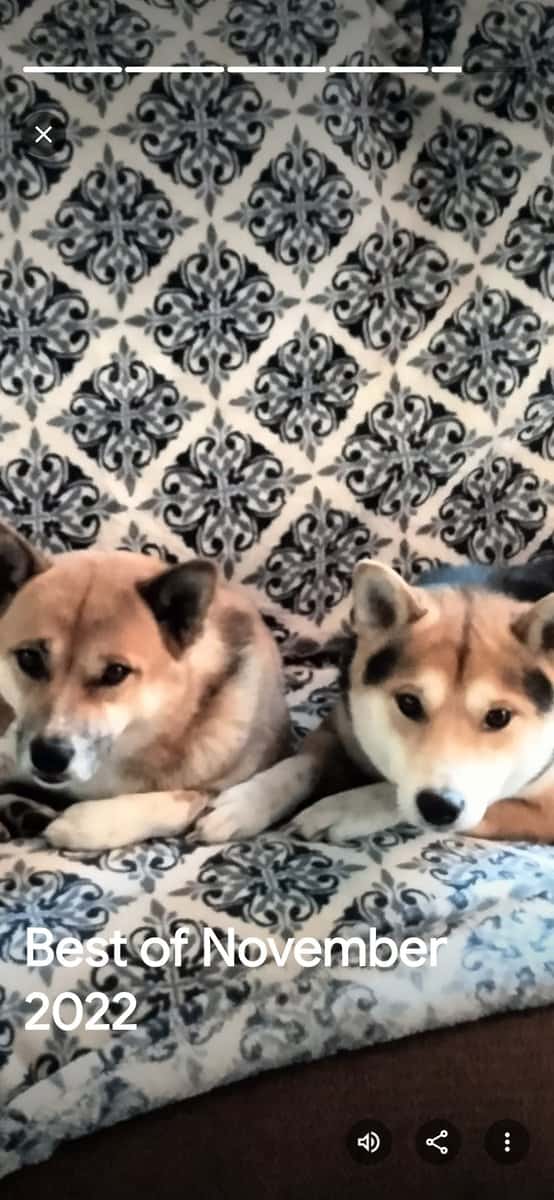 Shiba Inu puppies image 5