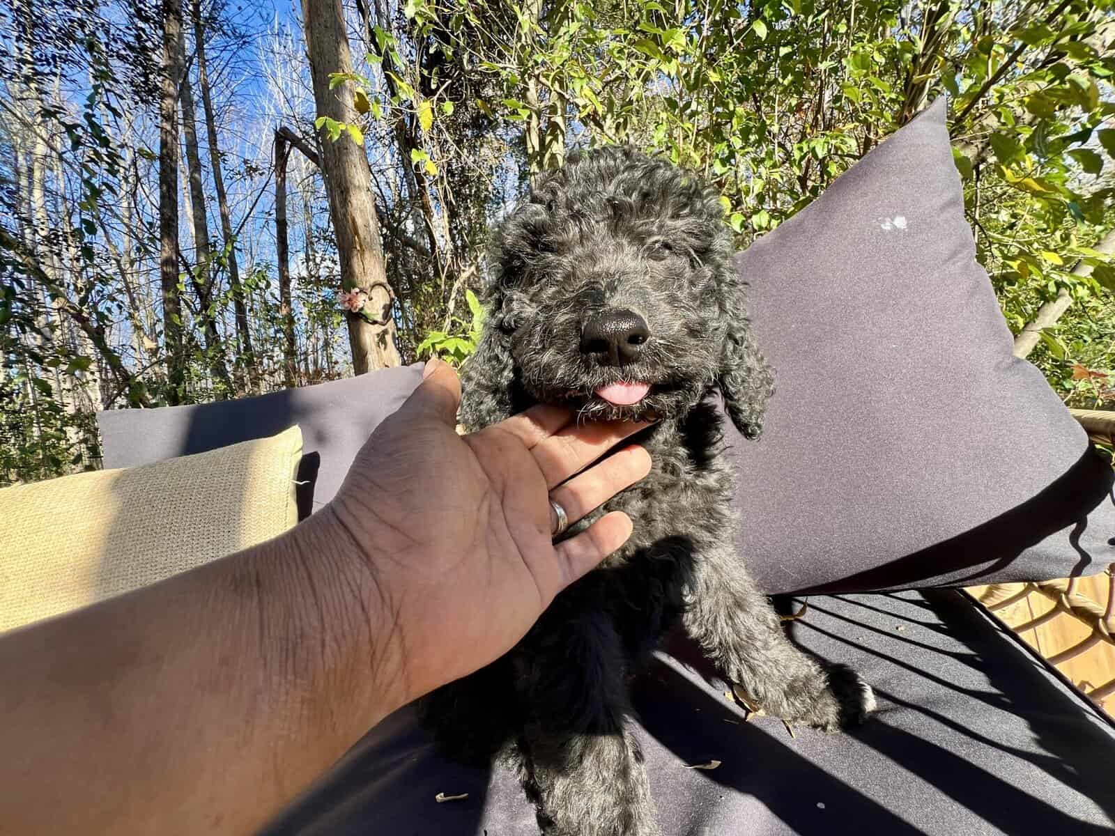 Medium goldendoodle puppy image 1