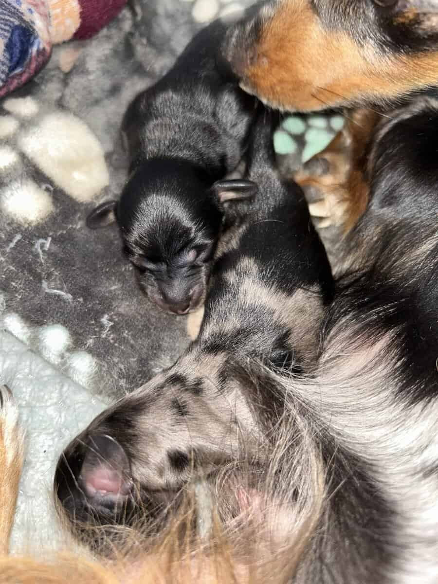 Miniature long haired Dachshund image 3