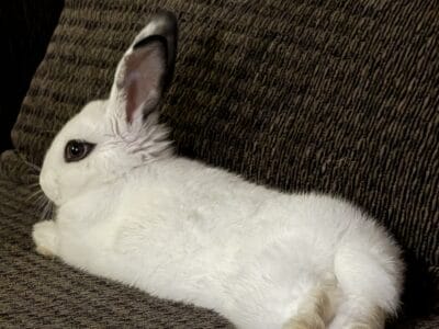 Beautiful bunny looking for a loving home