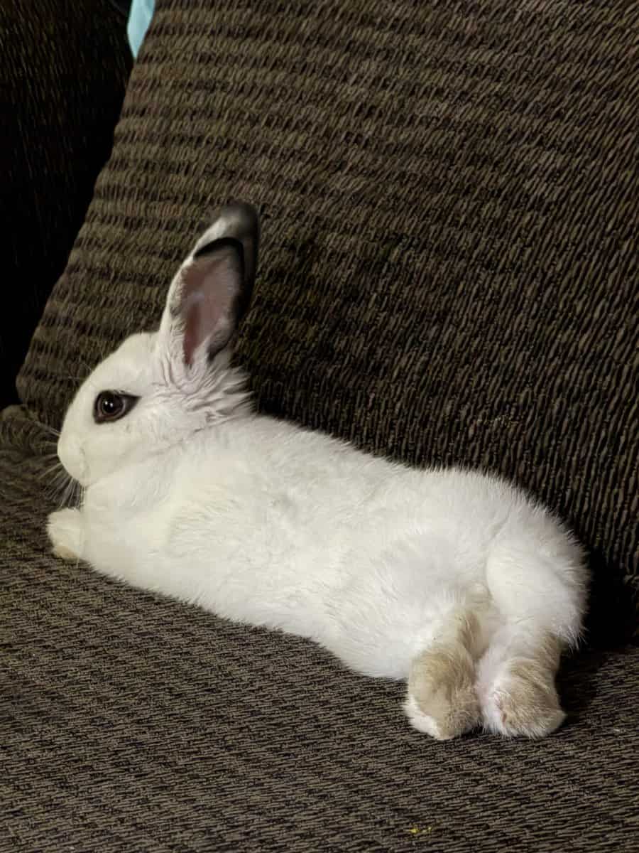 Beautiful bunny looking for a loving home image 1