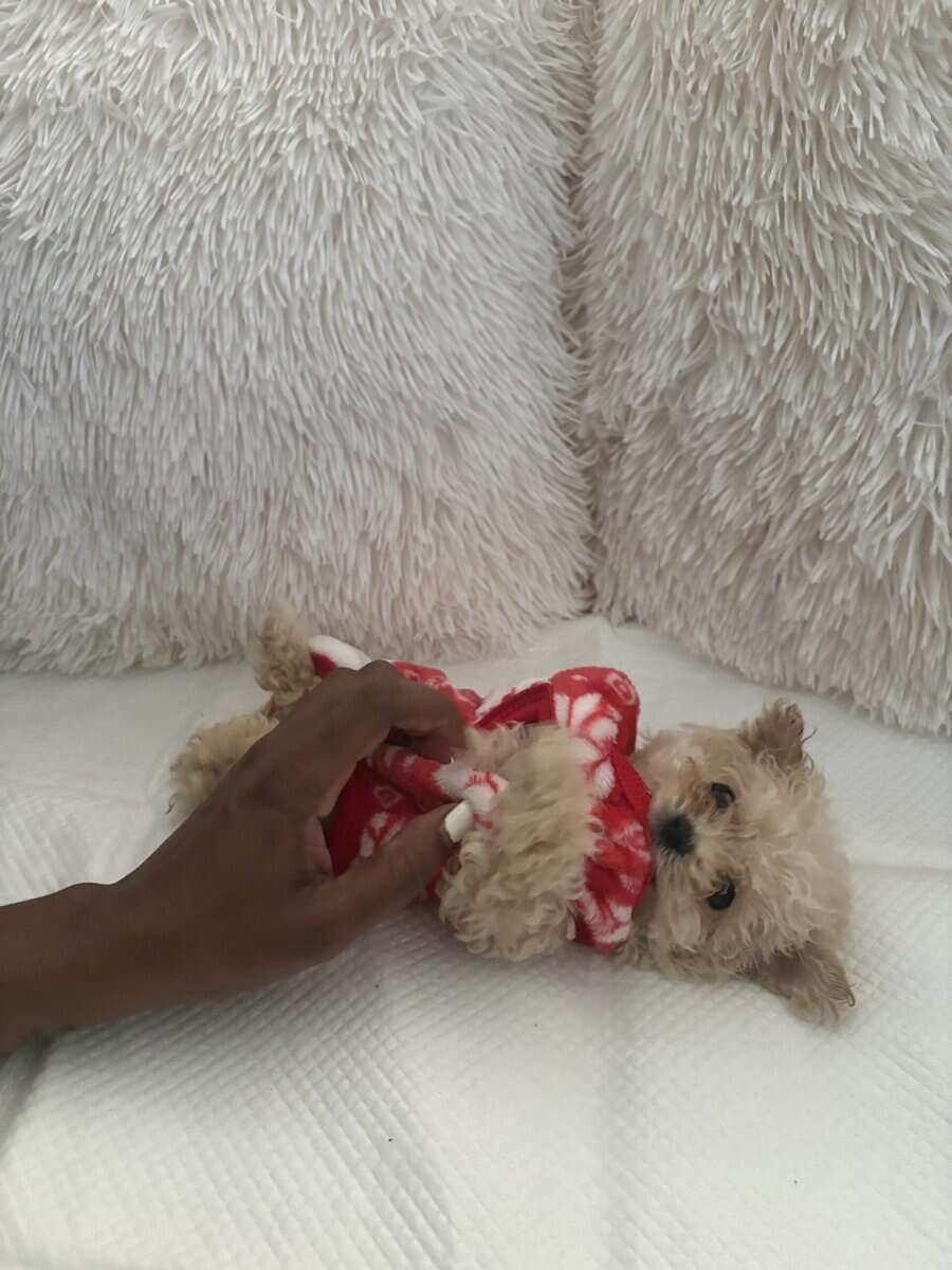 Bichon Puppies image 1