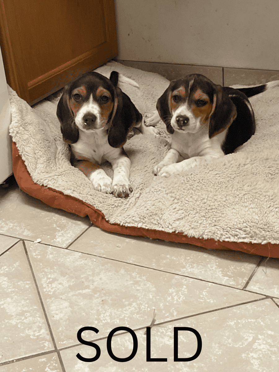 Beagle puppies (Michigan area) before Christmas image 10