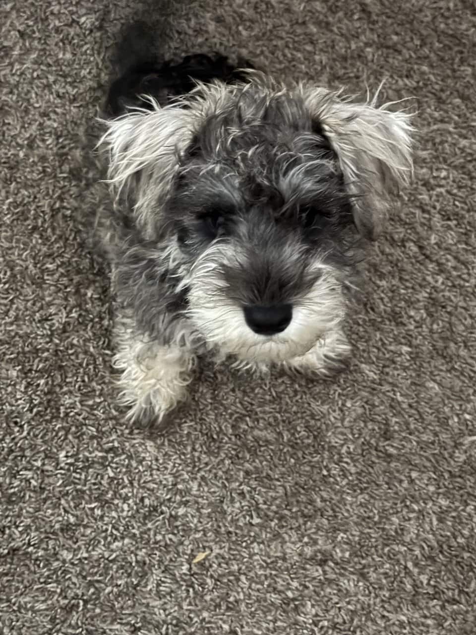 AKC puppy 4 sale image 1