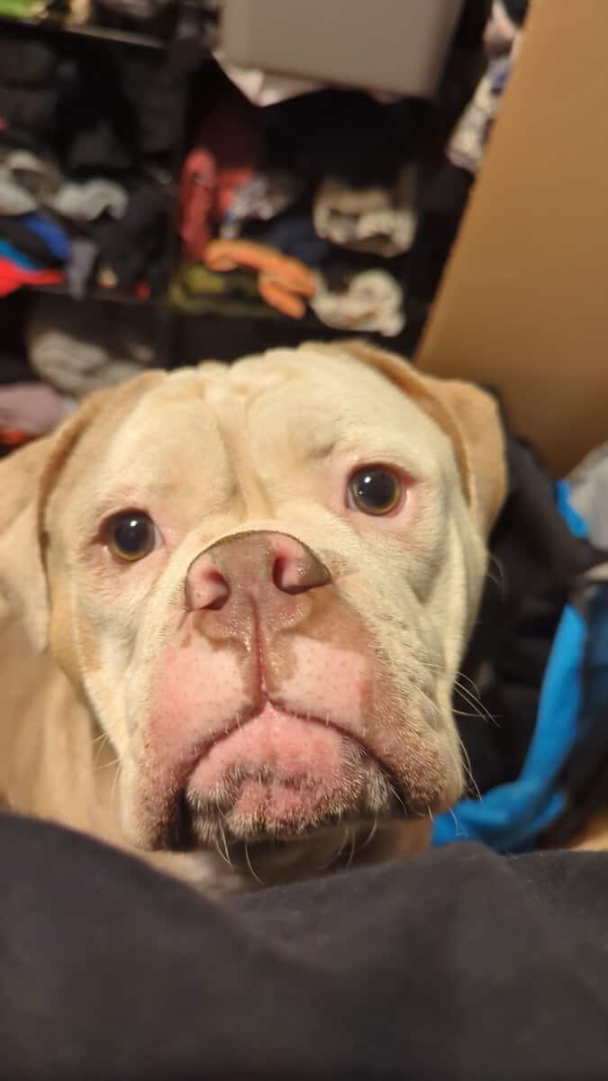 English bulldogges image 4