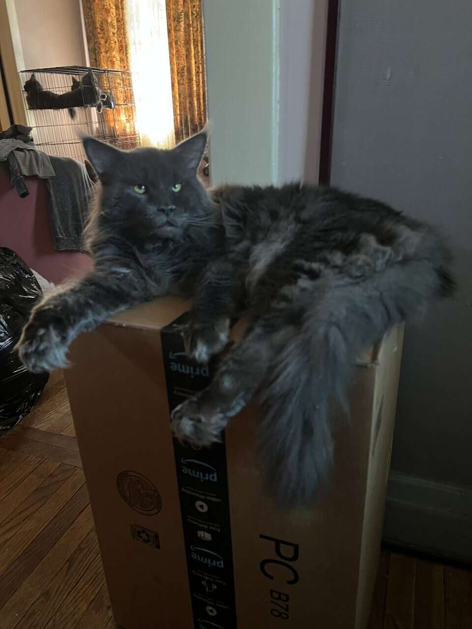 Pedigree Maine Coons - Large Blues image 3