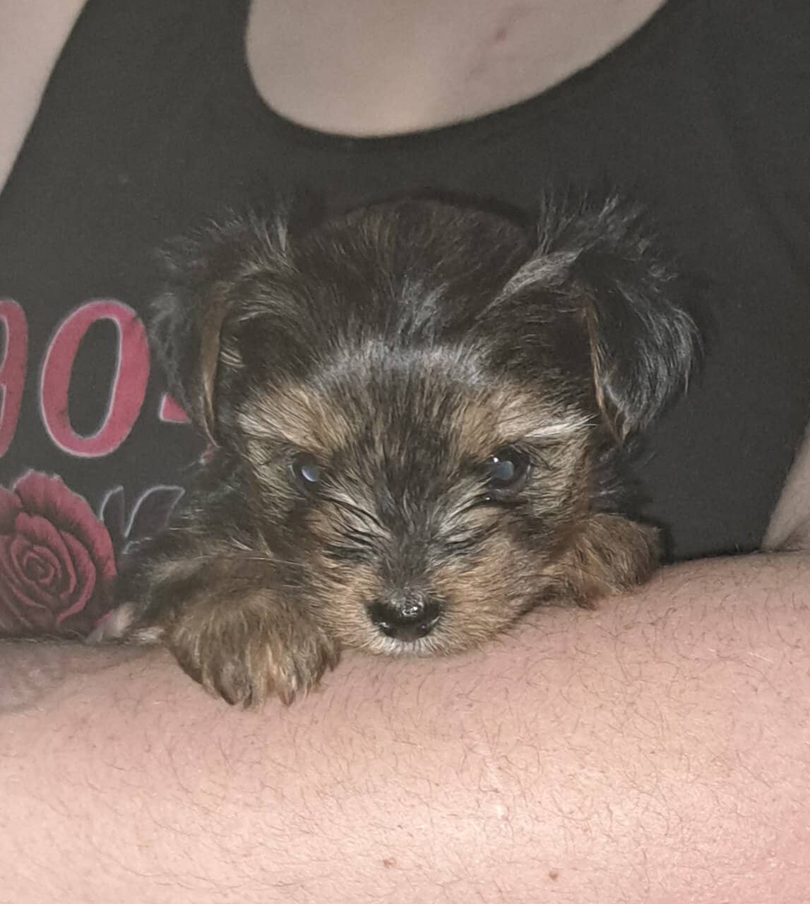 Yorkie Puppy image 1