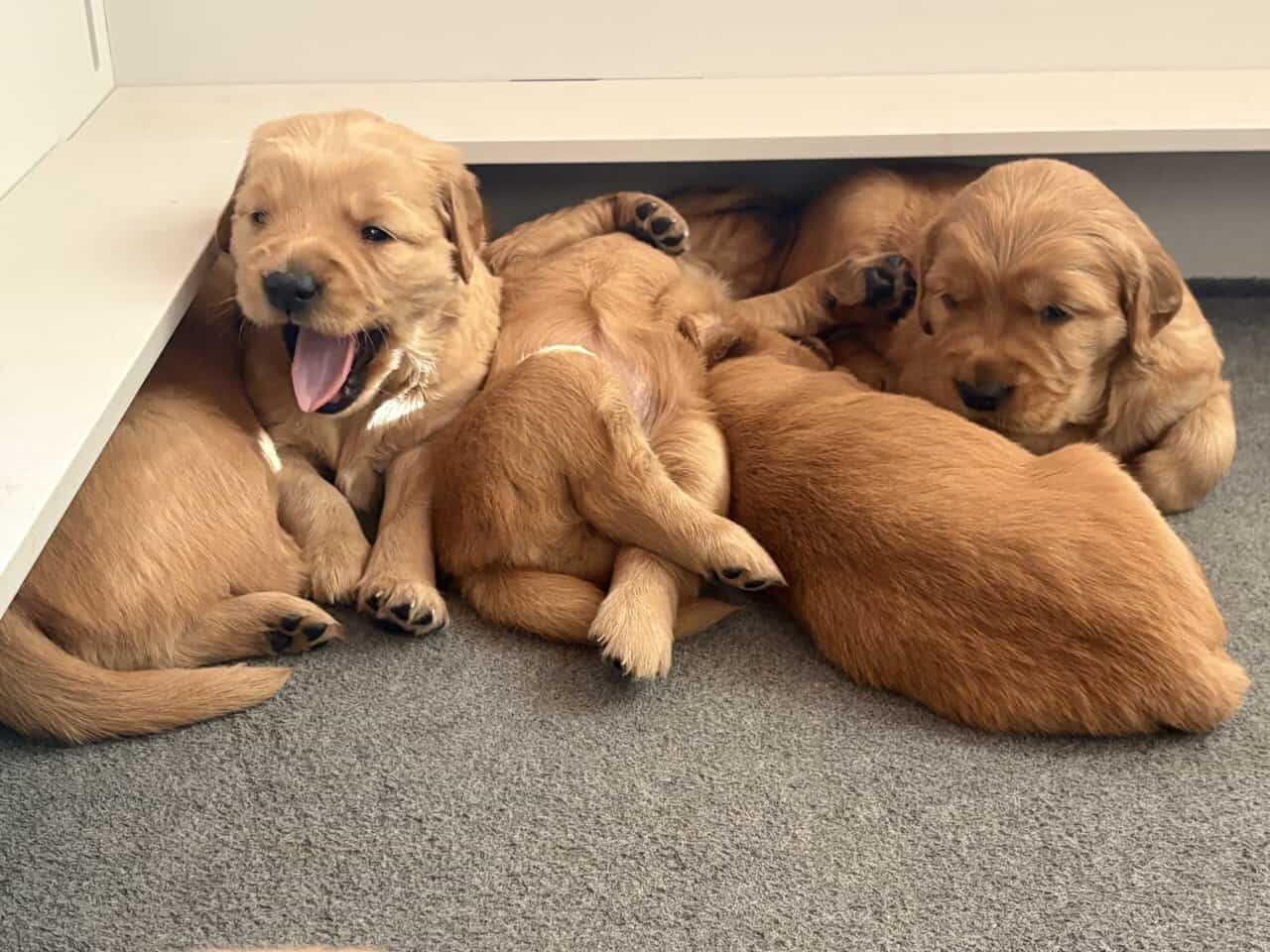 GOLDEN RETRIEVER image 1