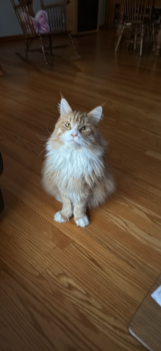 Maine coon image 1