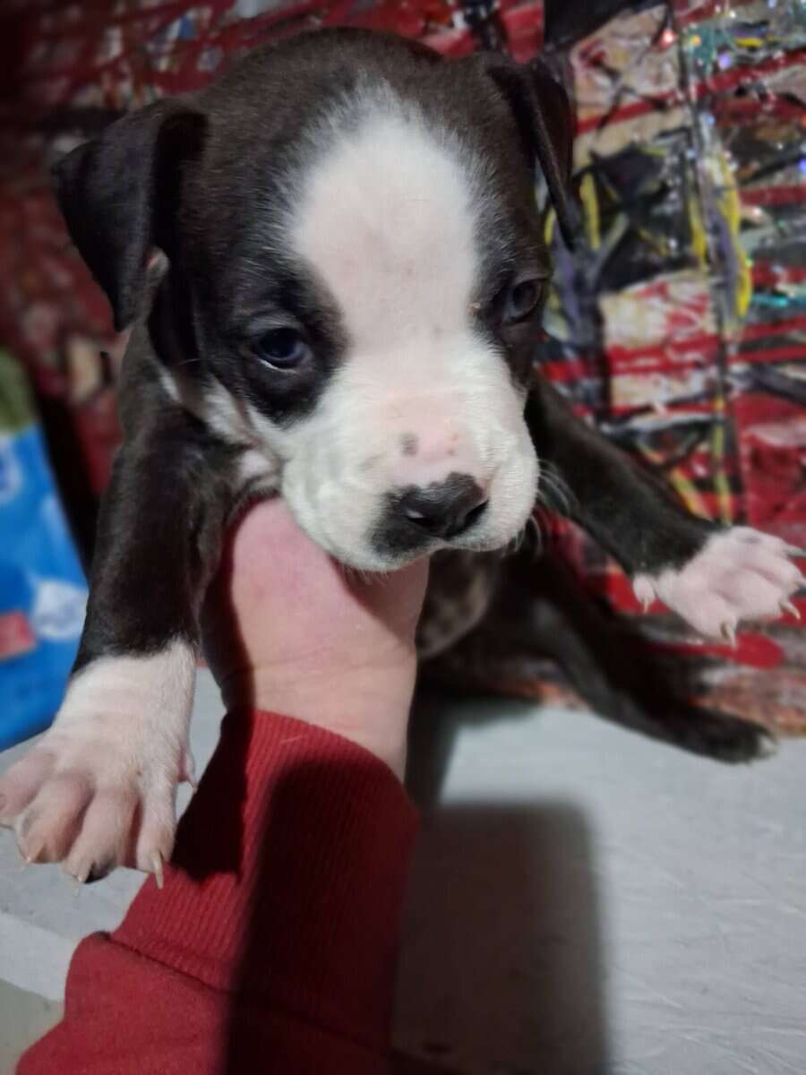 Cute pitbull pups image 6