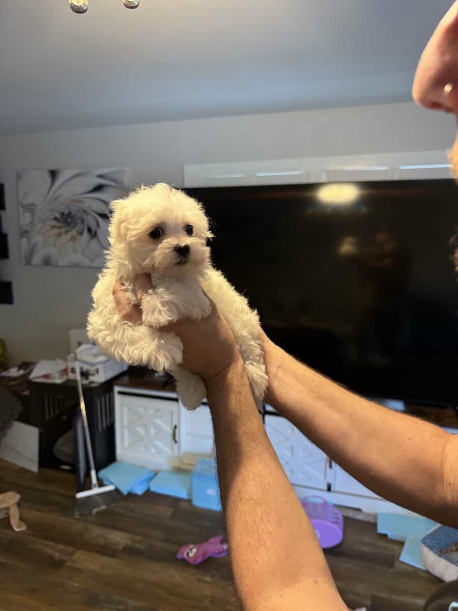 CKC purebred female puppies pure white lovable image 2