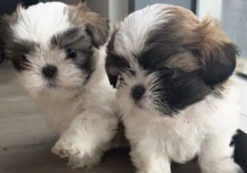 Mini Shih Tzu Puppies