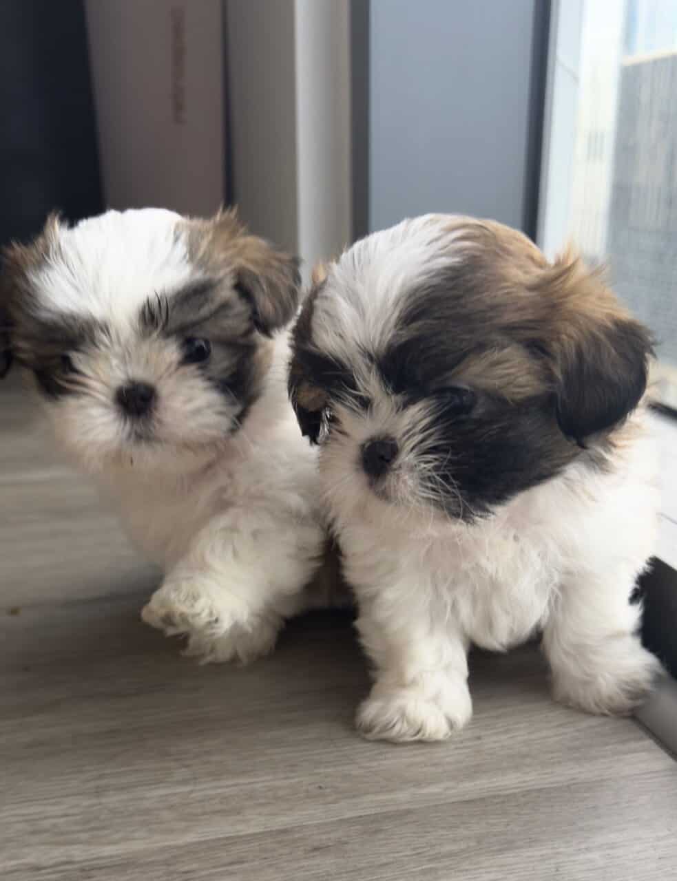 Mini Shih Tzu Puppies image 1