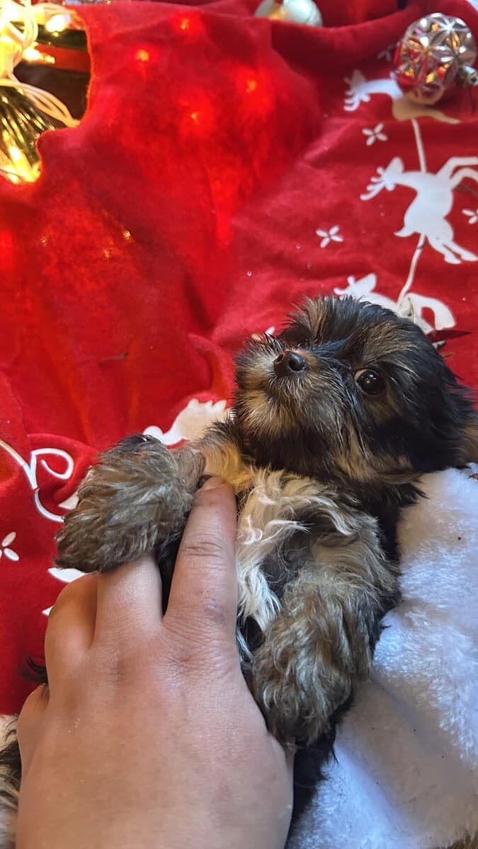 Yorkies/small/health guarantee/shots/deworm/idaho image 6