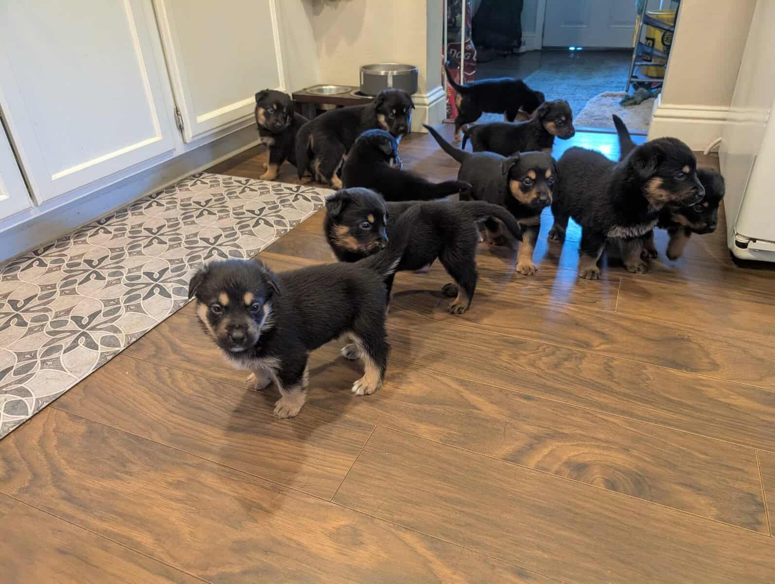 German shepherd mix puppies image 15