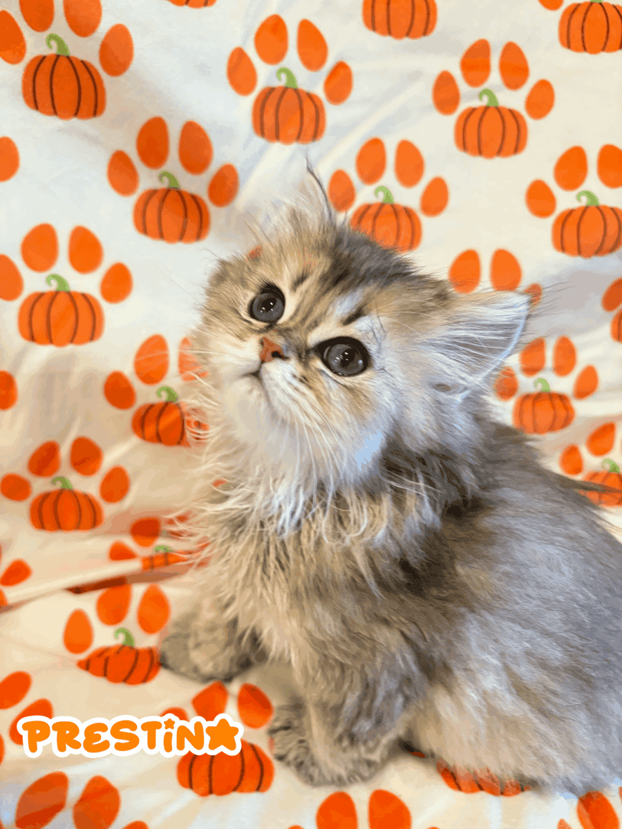 Persian Kittens For Rehoming!!! image 4