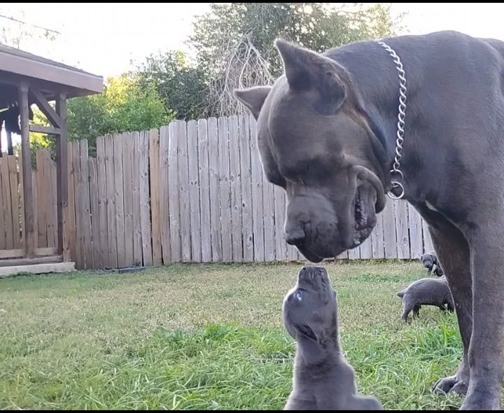 🐾 Cane Corso Puppies — Blue & Grey 💙 image 3
