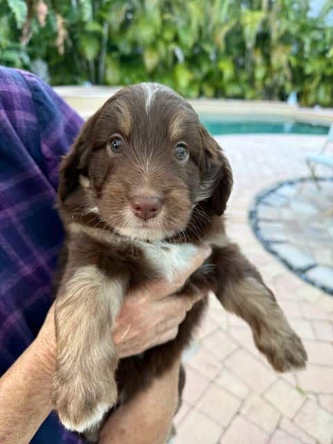 Aussipoo Puppies image 1