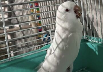 Albino Female Quaker