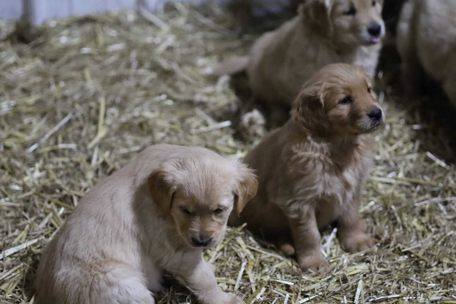 Golden Retriever Puppies, ACA Registered image 3