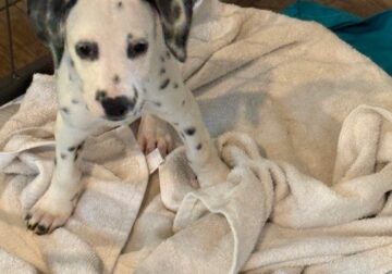 Dalmatian puppies