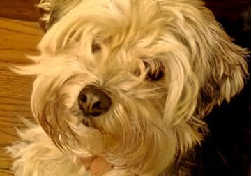 Yorkipoo Female 3 1/2 year old 8lbs