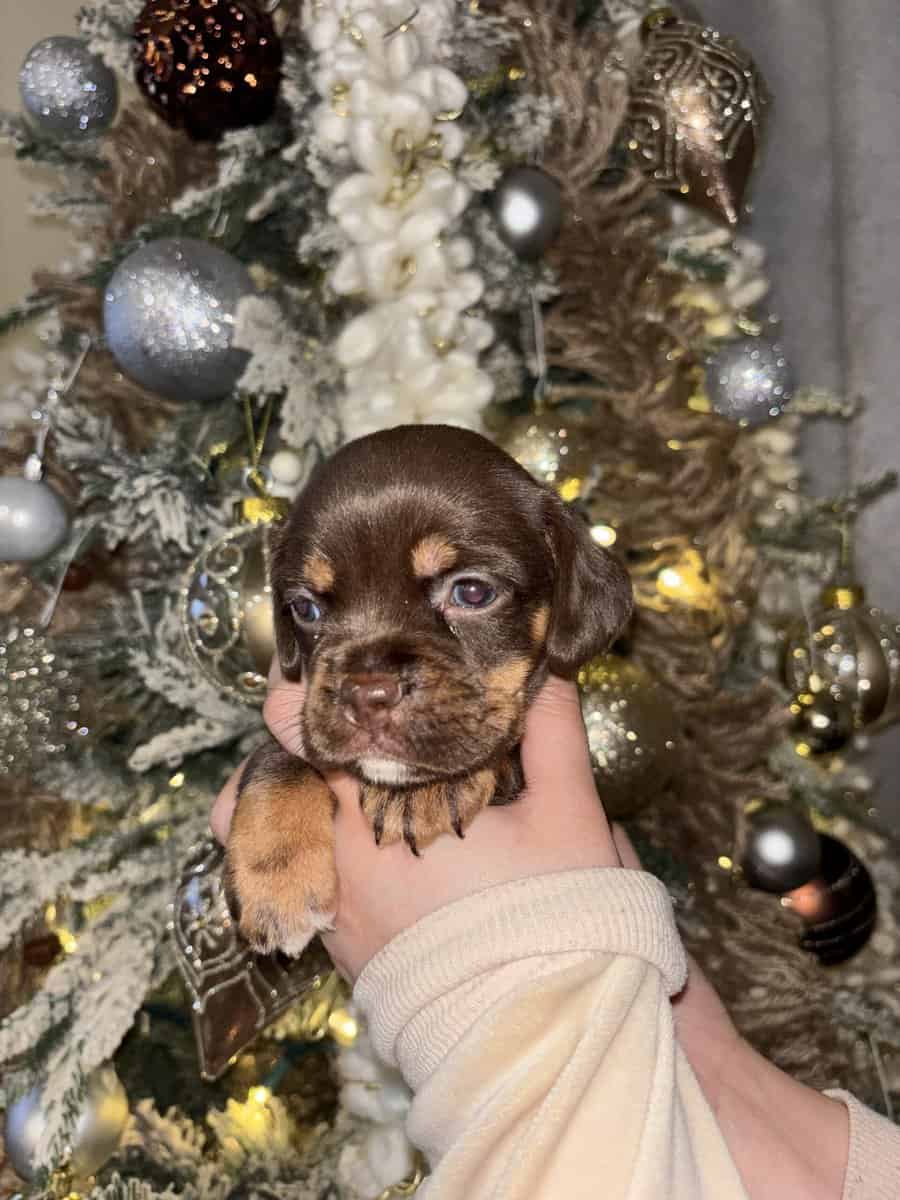 English Cocker Spaniel/French Bulldog Mix Puppies image 5