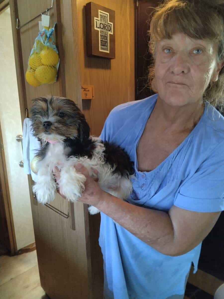 Shorkie puppies image 7