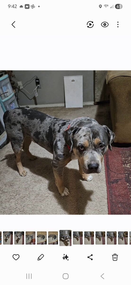 Full Bully Dog for Rehoming image 2