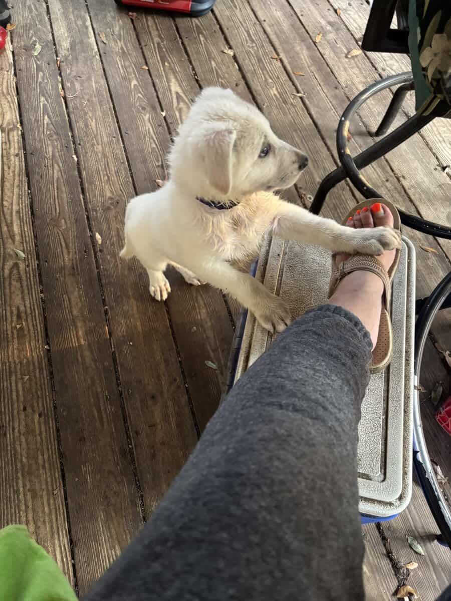 Female white German Shepherd image 3