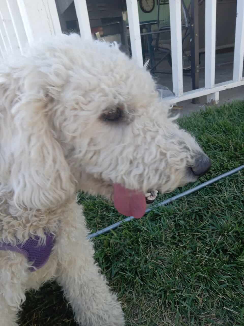 Free Golden doodles image 1