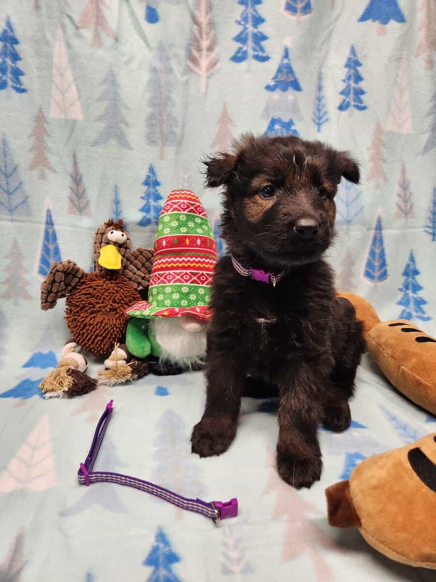 DDR Dark Sable import litter image 1