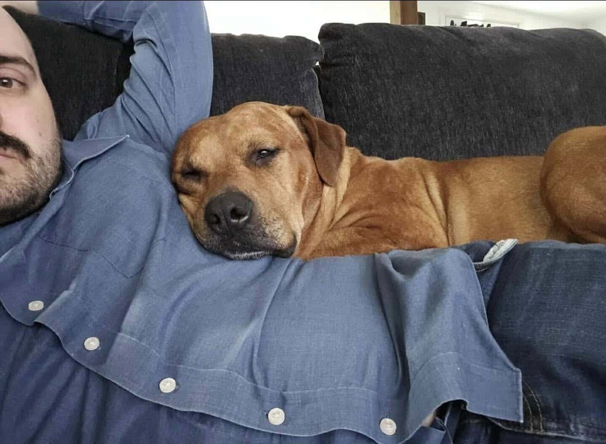 Rambo needs a home! dog image 3