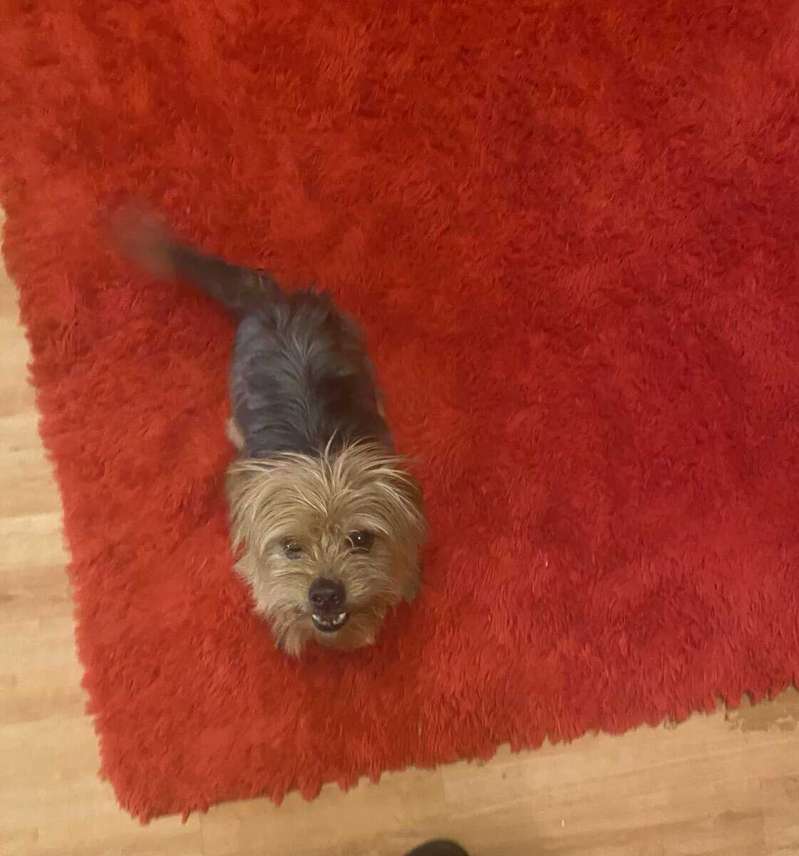 Yorkie/shih tzu in need of a new home image 1