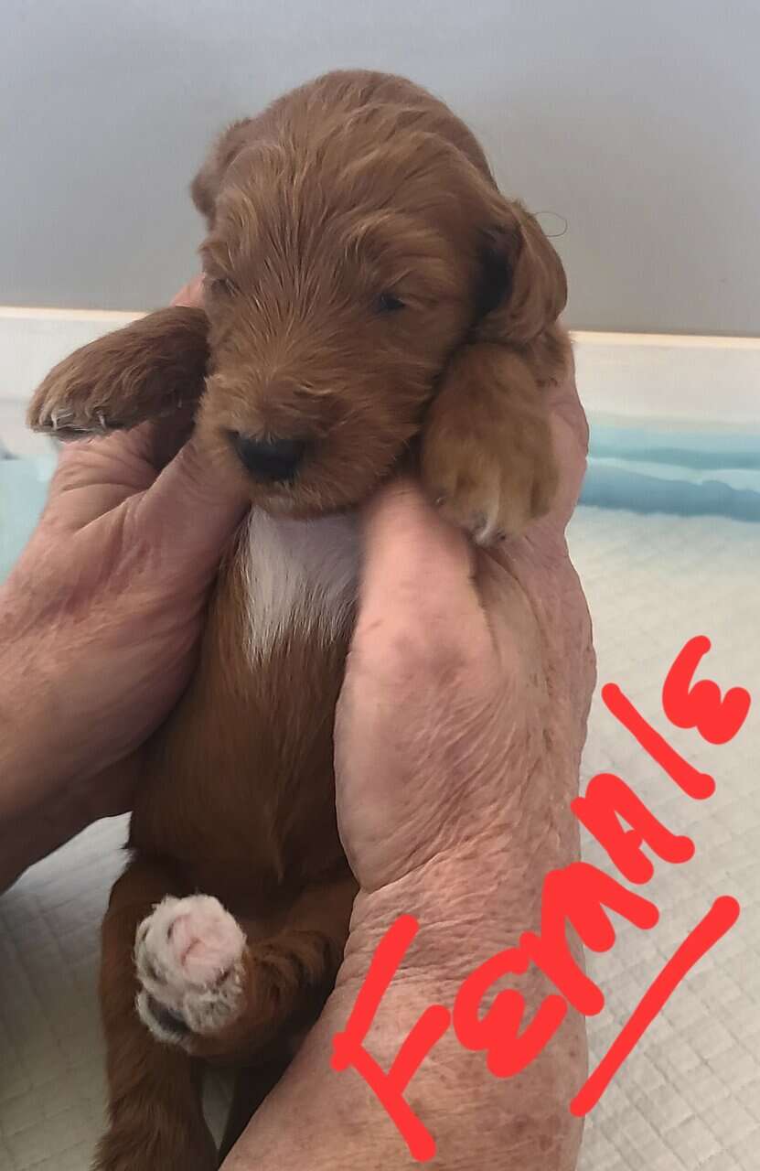 F2b Goldendoodles image 6