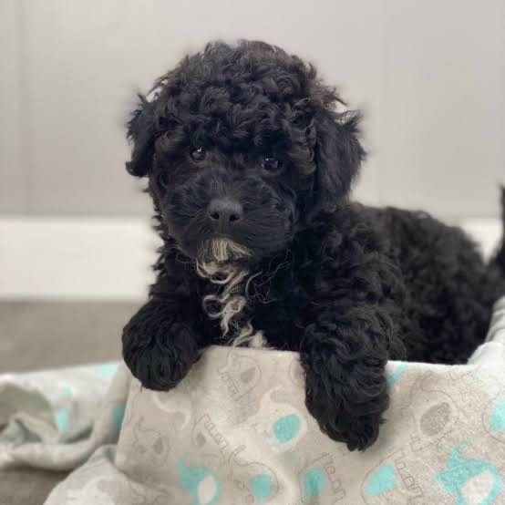 mini Goldendoodles image 3