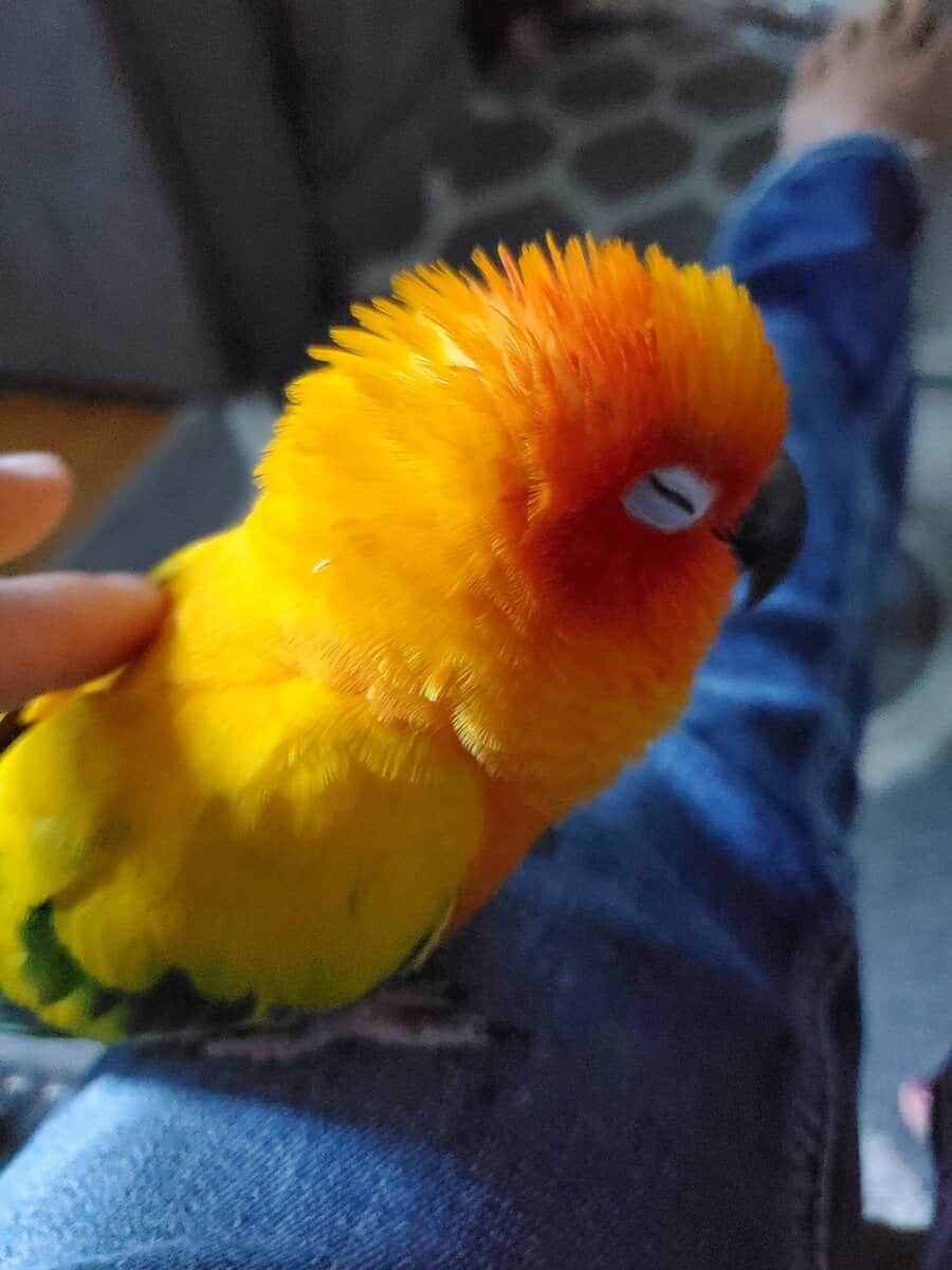 Sun conure image 2