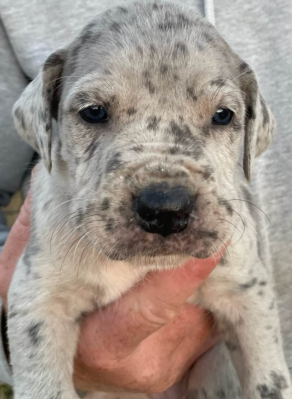Italian Daniff Puppies (cane corso/Great Dane) image 1